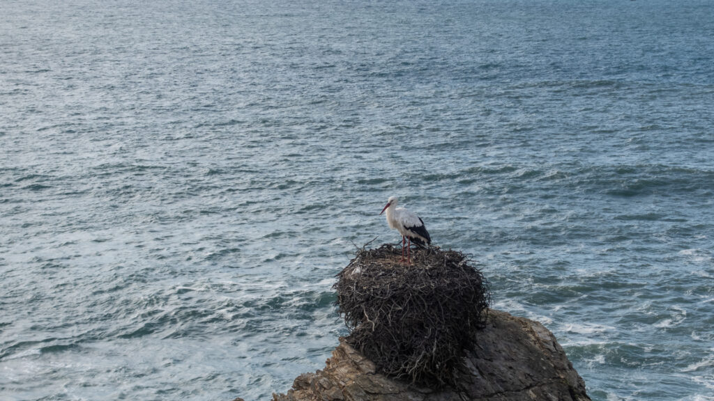 Storchennest ...